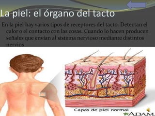 La piel: el órgano del tacto
En la piel hay varios tipos de receptores del tacto. Detectan el
 calor o el contacto con las cosas. Cuando lo hacen producen
 señales que envían al sistema nervioso mediante distintos
 nervios
 