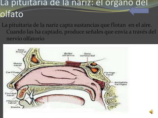 La pituitaria de la nariz: el órgano del
olfato
La pituitaria de la nariz capta sustancias que flotan en el aire.
  Cuando las ha captado, produce señales que envía a través del
  nervio olfatorio
 