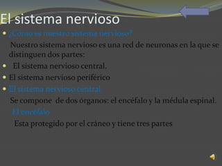 El sistema nervioso
 ¿Cómo es nuestro sistema nervioso?
  Nuestro sistema nervioso es una red de neuronas en la que se
  distinguen dos partes:
 El sistema nervioso central.
 El sistema nervioso periférico
 El sistema nervioso central
  Se compone de dos órganos: el encéfalo y la médula espinal.
   El encéfalo
   Esta protegido por el cráneo y tiene tres partes
 