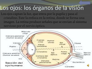 Los ojos: los órganos de la visión
Los ojos captan la luz, que entra por la pupila y pasa al
 cristalino. Este la enfoca en la retina, donde se forma una
 imagen. La retina produce señales que se envían al sistema
 nervioso por el nervio óptico.
 
