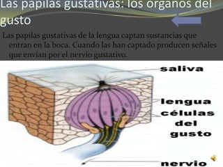 Las papilas gustativas: los órganos del
gusto
Las papilas gustativas de la lengua captan sustancias que
  entran en la boca. Cuando las han captado producen señales
  que envían por el nervio gustativo.
 