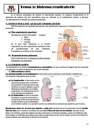Tema 5: Sistema respiratorio

       Es el sistema encargado de realizar el intercambio gaseoso. Su objetivo fundamental es la
obtención de oxígeno del aire atmosférico para ser utilizado en el metabolismo celular, y eliminar
simultáneamente el dióxido de carbono producido.

1. ESTRUCTURA DEL APARATO RESPIRATORIO
      Está formado por las siguientes estructuras: vías respiratorias superiores y el aparato bronco
pulmonar.

   a) Vías respiratorias superiores
      Situadas por encima de la glotis, incluyen:
                        Nariz
                        Faringe
                        Laringe
      En lo que hace referencia a su función
      respiratoria, las vías respiratorias superiores sirven
      de     acondicionador       de     aire.   Calientan,
      humedecen y purifican el aire inspirado.

   b) El aparato bronco pulmonar
      Está constituido por: la tráquea, los dos bronquios
      principales y los pulmones.

2. LA RESPIRACIÓN
 La respiración es un proceso involuntario y automático, en que se extrae el oxígeno del aire inspirado
y se expulsan los gases de deshecho con el aire espirado.
     Diferenciamos 3 fases:
2.1. El intercambio en los pulmones: El aire entra en los pulmones y sale de ellos mediante los
movimientos respiratorios que son dos:

   a) La Inspiración: el aire entra en los
      pulmones porque estos se hinchan
      al aumentar el volumen de la caja
      torácica. Lo cual es debido a que el
      diafragma desciende y las costillas
      se levantan. La realizaremos por la
      nariz siempre que podamos.
   b) La Espiración: el aire es arrojado
      al exterior ya que los pulmones se
      comprimen al disminuir de tamaño
      la caja torácica, pues el diafragma
      y las costillas vuelven a su posición normal. La realizaremos siempre que podamos por la boca.

Respiramos entre 12- 15 veces por minuto y cada vez introducimos en la respiración normal medio
litro de aire, por lo tanto se movilizan de unos 6 a 7 litros de aire en un minuto. Cuando el aire
llega a los alvéolos, parte del oxígeno que lleva atraviesa sus finísimas paredes y pasa a los glóbulos rojos
de la sangre. y el dióxido de carbono que traía la sangre pasa al aire, así la sangre venosa se convierte en
sangre arterial, esta operación se denomina hematosis.


                                                                                                           53
 