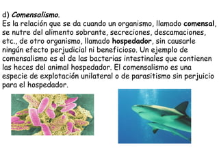 d) Comensalismo.
Es la relación que se da cuando un organismo, llamado comensal,
se nutre del alimento sobrante, secreciones, descamaciones,
etc., de otro organismo, llamado hospedador, sin causarle
ningún efecto perjudicial ni beneficioso. Un ejemplo de
comensalismo es el de las bacterias intestinales que contienen
las heces del animal hospedador. El comensalismo es una
especie de explotación unilateral o de parasitismo sin perjuicio
para el hospedador.
 