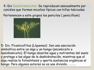 4.-Div Deuteromicetos: Se reproducen asexualmente por
 conidios que forman micelios típicos con hifas tabicadas
 Pertenenc...