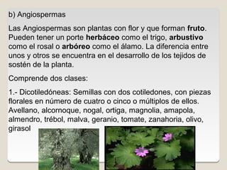 2.- Monocotiledóneas :Semilla con un solo cotiledón. , con
piezas florales en número de tres o múltiplos de tres:
narciso,...