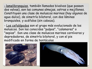 e) los artrópodos
  Los Artrópodos forman un grupo muy heterogéneo de
  animales Se encuentran en todos los hábitats . Sus...