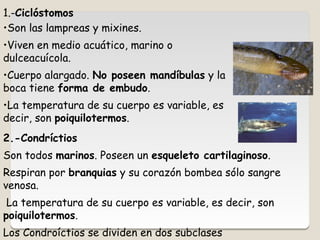 a) Elasmobranquios,, que se dividen a su vez en
escualiformes ( tiburones) y en batoideos ( rayas y las
mantas)
b) Holocéf...