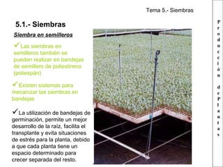 Tema 5.- Siembras

5.1.- Siembras
Siembra en semilleros

Las siembras en

semilleros también se
pueden realizar en bandejas
de semillero de poliestireno
(poliespán)

Existen sistemas para

mecanizar las siembras en
bandejas

La utilización de bandejas de
germinación, permite un mejor
desarrollo de la raíz, facilita el
transplante y evita situaciones
de estrés para la planta, debido
a que cada planta tiene un
espacio determinado para
crecer separada del resto.

P
r
o
d
u
c
c
i
ó
n
d
e
P
l
a
n
t
a
s

 