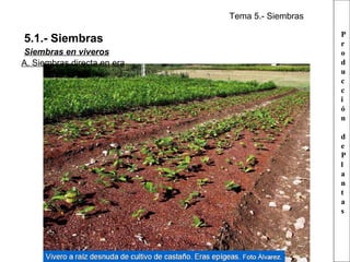 Tema 5.- Siembras

5.1.- Siembras
Siembras en viveros
A. Siembras directa en era

P
r
o
d
u
c
c
i
ó
n
d
e
P
l
a
n
t
a
s

 
