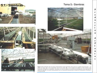 5.1.- Siembras

Tema 5.- Siembras
P
r
o
d
u
c
c
i
ó
n
d
e
P
l
a
n
t
a
s

 