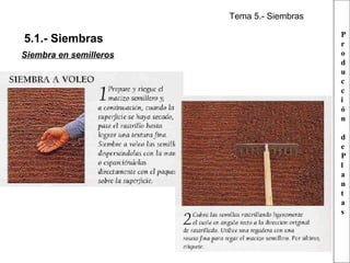 Tema 5.- Siembras

5.1.- Siembras
Siembra en semilleros

P
r
o
d
u
c
c
i
ó
n
d
e
P
l
a
n
t
a
s

 
