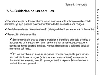 Tema 5.- Siembras
P
r
o
d
u
Para la mezcla de los semilleros no se aconseja utilizar broza o estiércol de
c
animales, ya que pueden provocar enfermedades causadas por hongos
c
Se debe mantener húmedo el suelo (el riego deberá ser en forma de lluvia fina) i
ó
n
Protección de las semillas:

5.5.- Cuidados de las semillas





En siembras en era; se puede proteger el semillero con paja de trigo o
acículas de pino secas, con el fin de conservar la humedad, protegerlo
contra los rayos solares directos, vientos desecantes y golpe de agua al
momento del riego.

En las siembras en envase se puede recubrir con perlita para reducir
el crecimiento de musgos (sobre todo en invernaderos), conservar la
humedad del envase, también proteger contra rayos solares directos y
reducir lesiones por calor

d
e
P
l
a
n
t
a
s

 