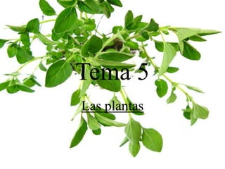Tema 5
Las plantas

 