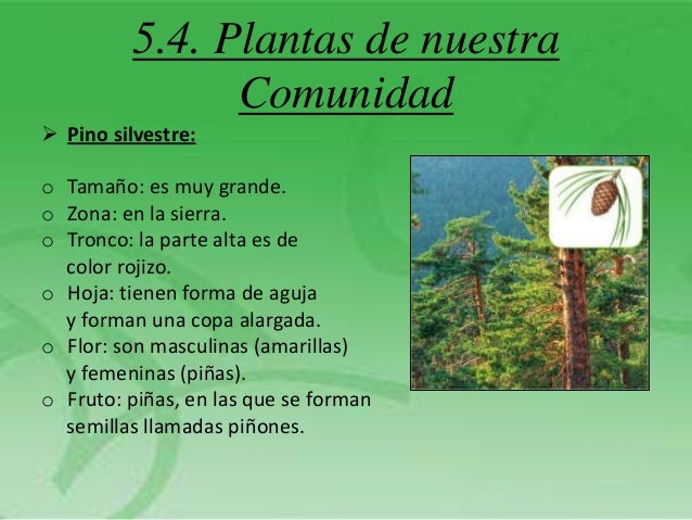 Tema 5 Las plantas.
