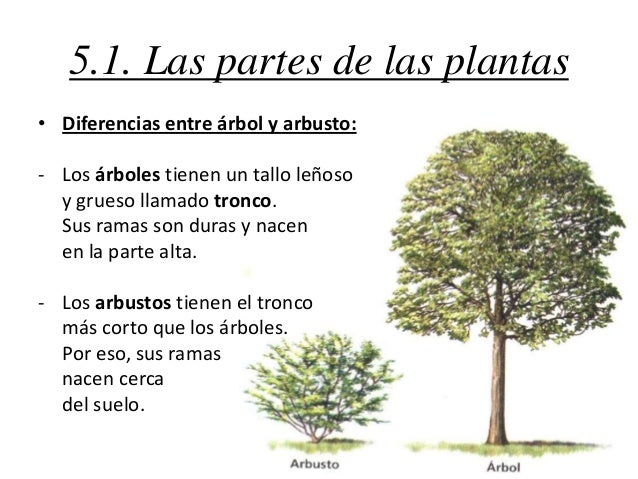 Los helmintos en el intestino gordo los síntomas