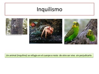 Inquilismo
Un animal (inquilino) se refugia en el cuerpo o resto de otro ser vivo sin perjudicarlo
 