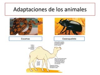Adaptaciones de los animales
Escamas Exoesqueleto
 