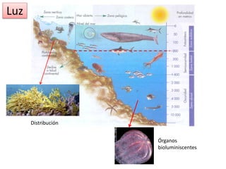 Distribución
Órganos
bioluminiscentes
Luz
 