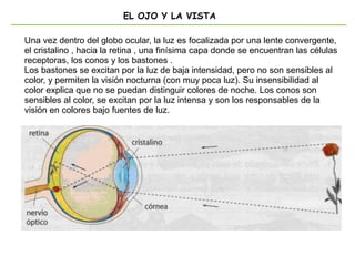 EL OJO Y LA VISTA
Una vez dentro del globo ocular, la luz es focalizada por una lente convergente,
el cristalino , hacia la retina , una finísima capa donde se encuentran las células
receptoras, los conos y los bastones .
Los bastones se excitan por la luz de baja intensidad, pero no son sensibles al
color, y permiten la visión nocturna (con muy poca luz). Su insensibilidad al
color explica que no se puedan distinguir colores de noche. Los conos son
sensibles al color, se excitan por la luz intensa y son los responsables de la
visión en colores bajo fuentes de luz.
 