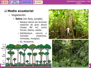GEOGRAFÍA E HISTORIA 1.º ESO
TEMA 5
INICIOINICIO
MAPA
DEL TEMA
MAPA
DEL TEMA
ANIMACIONESANIMACIONES INTERNETINTERNET
 Medio ecuatorial
– Vegetación
• Selva (en Asia, jungla).
o Bosque denso de diversas
especies de gran altura
(hasta 80 m) como
hevea, ébano, caoba…
o Sotobosque, oscuro y
húmedo (helechos,
mimosas, musgos).
o Ej. Amazonia.
 