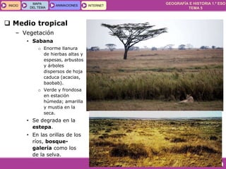 GEOGRAFÍA E HISTORIA 1.º ESO
TEMA 5
INICIOINICIO
MAPA
DEL TEMA
MAPA
DEL TEMA
ANIMACIONESANIMACIONES INTERNETINTERNET
 Medio tropical
– Vegetación
• Sabana
o Enorme llanura
de hierbas altas y
espesas, arbustos
y árboles
dispersos de hoja
caduca (acacias,
baobab).
o Verde y frondosa
en estación
húmeda; amarilla
y mustia en la
seca.
• Se degrada en la
estepa.
• En las orillas de los
ríos, bosque-
galería como los
de la selva.
 