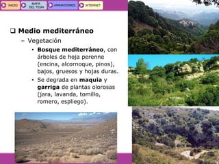 GEOGRAFÍA E HISTORIA 1.º ESO
TEMA 5
INICIOINICIO
MAPA
DEL TEMA
MAPA
DEL TEMA
ANIMACIONESANIMACIONES INTERNETINTERNET
 Medio mediterráneo
– Vegetación
• Bosque mediterráneo, con
árboles de hoja perenne
(encina, alcornoque, pinos),
bajos, gruesos y hojas duras.
• Se degrada en maquia y
garriga de plantas olorosas
(jara, lavanda, tomillo,
romero, espliego).
 