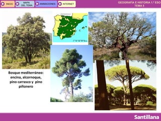 GEOGRAFÍA E HISTORIA 1.º ESO
TEMA 5
INICIOINICIO
MAPA
DEL TEMA
MAPA
DEL TEMA
ANIMACIONESANIMACIONES INTERNETINTERNET
Bosque mediterráneo:
encina, alcornoque,
pino carrasco y pino
piñonero
 