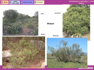 GEOGRAFÍA E HISTORIA 1.º ESO
TEMA 5
INICIOINICIO
MAPA
DEL TEMA
MAPA
DEL TEMA
ANIMACIONESANIMACIONES INTERNETINTERNET
Jara
Brezo
Lentisco
Retama
Maquia
 