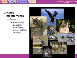 GEOGRAFÍA E HISTORIA 1.º ESO
TEMA 5
INICIOINICIO
MAPA
DEL TEMA
MAPA
DEL TEMA
ANIMACIONESANIMACIONES INTERNETINTERNET
 Medio
mediterráneo
– Fauna
• Abundante:
pequeños
mamíferos,
aves, reptiles,
insectos.
 
