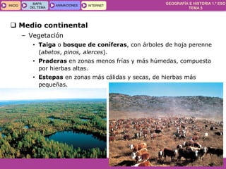 GEOGRAFÍA E HISTORIA 1.º ESO
TEMA 5
INICIOINICIO
MAPA
DEL TEMA
MAPA
DEL TEMA
ANIMACIONESANIMACIONES INTERNETINTERNET
 Medio continental
– Vegetación
• Taiga o bosque de coníferas, con árboles de hoja perenne
(abetos, pinos, alerces).
• Praderas en zonas menos frías y más húmedas, compuesta
por hierbas altas.
• Estepas en zonas más cálidas y secas, de hierbas más
pequeñas.
 