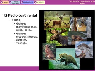 GEOGRAFÍA E HISTORIA 1.º ESO
TEMA 5
INICIOINICIO
MAPA
DEL TEMA
MAPA
DEL TEMA
ANIMACIONESANIMACIONES INTERNETINTERNET
 Medio continental
– Fauna
• Grandes
mamíferos: osos,
alces, lobos…
• Grandes
roedores: martas,
castores,
visones…
 
