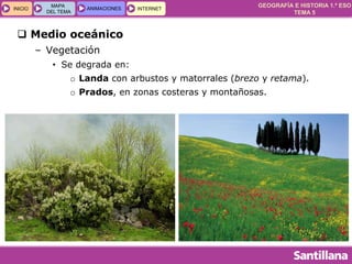 GEOGRAFÍA E HISTORIA 1.º ESO
TEMA 5
INICIOINICIO
MAPA
DEL TEMA
MAPA
DEL TEMA
ANIMACIONESANIMACIONES INTERNETINTERNET
 Medio oceánico
– Vegetación
• Se degrada en:
o Landa con arbustos y matorrales (brezo y retama).
o Prados, en zonas costeras y montañosas.
 