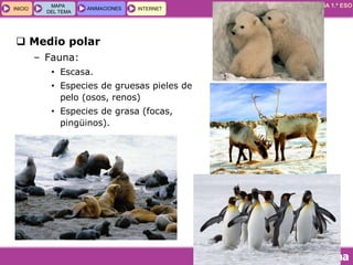 GEOGRAFÍA E HISTORIA 1.º ESO
TEMA 5
INICIOINICIO
MAPA
DEL TEMA
MAPA
DEL TEMA
ANIMACIONESANIMACIONES INTERNETINTERNET
 Medio polar
– Fauna:
• Escasa.
• Especies de gruesas pieles de
pelo (osos, renos)
• Especies de grasa (focas,
pingüinos).
 