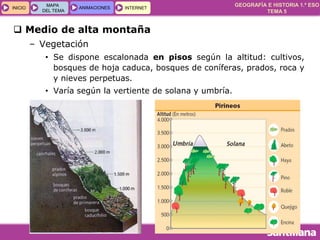GEOGRAFÍA E HISTORIA 1.º ESO
TEMA 5
INICIOINICIO
MAPA
DEL TEMA
MAPA
DEL TEMA
ANIMACIONESANIMACIONES INTERNETINTERNET
 Medio de alta montaña
– Vegetación
• Se dispone escalonada en pisos según la altitud: cultivos,
bosques de hoja caduca, bosques de coníferas, prados, roca y
y nieves perpetuas.
• Varía según la vertiente de solana y umbría.
 