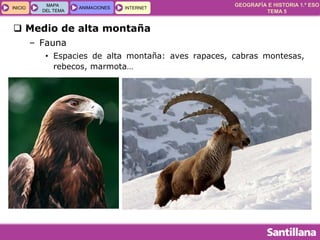 GEOGRAFÍA E HISTORIA 1.º ESO
TEMA 5
INICIOINICIO
MAPA
DEL TEMA
MAPA
DEL TEMA
ANIMACIONESANIMACIONES INTERNETINTERNET
 Medio de alta montaña
– Fauna
• Espacies de alta montaña: aves rapaces, cabras montesas,
rebecos, marmota…
 