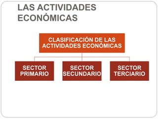 LAS ACTIVIDADES
ECONÓMICAS
CLASIFICACIÓN DE LAS
ACTIVIDADES ECONÓMICAS
SECTOR
PRIMARIO
SECTOR
SECUNDARIO
SECTOR
TERCIARIO
 