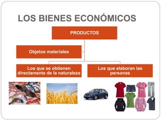 LOS BIENES ECONÓMICOS
PRODUCTOS
Los que se obtienen
directamente de la naturaleza
Los que elaboran las
personas
Objetos materiales
 