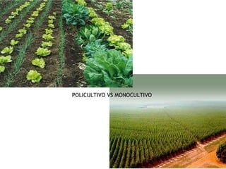 POLICULTIVO VS MONOCULTIVO
 