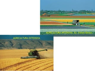 AGRICULTURA INTENSIVA. Ex. Paises Baixos
AGRICULTURA EXTENSIVA
 