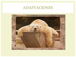 ADAPTACIONES
 