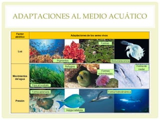 ADAPTACIONES AL MEDIO ACUÁTICO
 