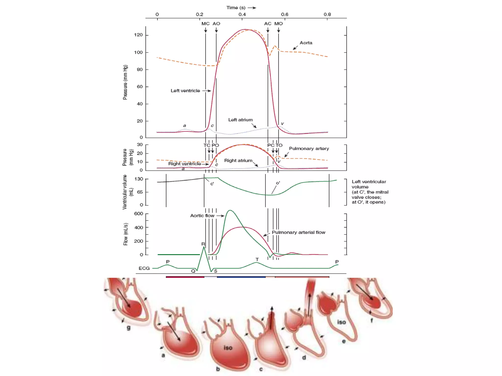 Transesophageal echocardiography: left and right ventricular function ...