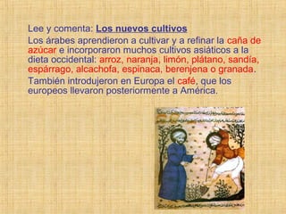 Lee y comenta: Los nuevos cultivos
Los árabes aprendieron a cultivar y a refinar la caña de
azúcar e incorporaron muchos cultivos asiáticos a la
dieta occidental: arroz, naranja, limón, plátano, sandía,
espárrago, alcachofa, espinaca, berenjena o granada.
También introdujeron en Europa el café, que los
europeos llevaron posteriormente a América.
 