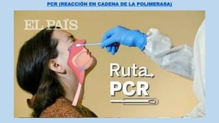 PCR (REACCIÓN EN CADENA DE LA POLIMERASA)
 