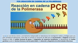 PCR (REACCIÓN EN CADENA DE LA POLIMERASA)
La PCR es una técnica común y normalmente indispensable en laboratorios de investigación médica y biológica para una
gran variedad de aplicaciones. Entre ellas se incluyen la clonación de ADN para la secuenciación, la filogenia (evolución)
basada en ADN, el análisis funcional de genes, el diagnóstico de trastornos hereditarios, la identificación de huellas
genéticas (usada en técnicas forenses y test de paternidad) y la detección y diagnóstico de enfermedades infecciosas.
 