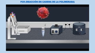 PCR (REACCIÓN EN CADENA DE LA POLIMERASA)
 