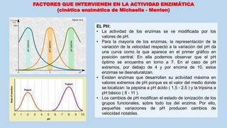 FACTORES QUE INTERVIENEN EN LA ACTIVIDAD ENZIMÁTICA
(cinética enzimática de Michaelis - Menten)
EL PH:
• La actividad de los enzimas se ve modificada por los
valores de pH.
• Para la mayoría de los enzimas, la representación de la
variación de la velocidad respecto a la variación del pH da
una curva como la que aparece en el primer gráfico en
posición central. En ella podemos observar que el pH
óptimo se encuentra en torno a 7. En el caso de pH
extremos, por debajo de 4 y por encima de 10, estos
enzimas se desnaturalizan.
• Existen enzimas que desarrollan su actividad máxima en
valores extremos de pH porque es el valor del medio donde
se localizan: la pepsina a pH ácido ( 1,5 - 2,5 ) y la tripsina a
pH básico ( 8 - 11 ).
• Los cambios de pH modifican el estado de ionización de los
grupos funcionales, sobre todo los del enzima. Por ello,
pequeñas variaciones de pH producen cambios de
velocidad notables.
 