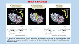 TEMA 5. ENZIMAS
La lisozima es una enzima que cataliza la hidrolisis del peptidoglucano que es un componente de la pared
cellular de las bacterias constituido por cadenas de dos derivados de la glucose: N-acetilglucosamine y
N-acetilmurámico.
 