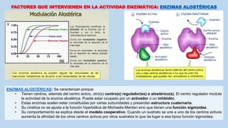 FACTORES QUE INTERVIENEN EN LA ACTIVIDAD ENZIMÁTICA: ENZIMAS ALOSTÉRICAS
ENZIMAS ALOSTÉRICAS: Se caracterizan porque:
• Tienen centros, además del centro activo, otro(s) centro(s) regulador(es) o alostérico(s). El centro regulador modula
la actividad de la enzima alostérica. Puede estar ocupado por un activador o un inhibidor.
• Estas enzimas suelen estar constituidas por varias subunidades y presentan estructura cuaternaria.
• Su cinética no se ajusta a la función hiperbólica de Michaelis-Menten sino que tienen una función sigmoidea.
• Su comportamiento se explica desde el modelo cooperativo. Cuando un sustrato se une a uno de los centros activos
aumenta la afinidad de los otros centros activos por otros sustratos lo que da lugar a esa típica función sigmoidea.
 