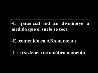-El potencial hídrico disminuye a
medida que el suelo se seca
-El contenido en ABA aumenta
-La resistencia estomática aumenta
 